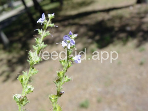 speedwell, common
